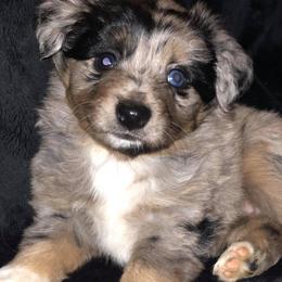Toy Australian Shepherd Puppies from Kickapoo Creek Aussies
