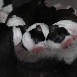 Boston Terrier Puppies from I Love Pups