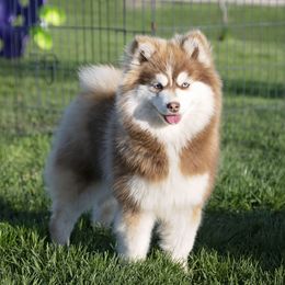 Autumn - Pomsky