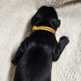 SAILOR - Black male Double Doodle puppy in Jeddo, Michigan from Bert's Doodles
