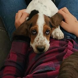 Girl 2 - Black brown and white Basset Hound puppy in Camp Verde, Arizona from Robbs Ranch Bassets