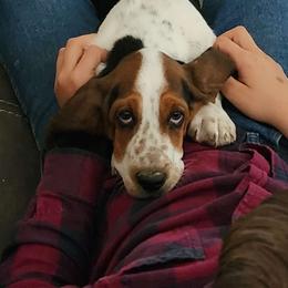 Girl 2 - Black brown and white Basset Hound puppy in Camp Verde, Arizona from Robbs Ranch Bassets