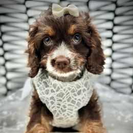 Kiwi - Brown white and tan female Cockapoo puppy in Palm Beach County, Florida from Benji’s Cockapoos