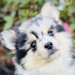 Nesta $3,500 - Merle Pomsky puppy in Greenville, South Carolina from Thicketty Mountain Pomskies