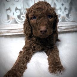 Princess Moana (embark cleared) - Red  female Poodle puppy in Plainwell, Michigan from Northern Heart Standards