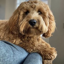 Goldendoodle and Golden Retriever All Grown Up from Cascade Pups