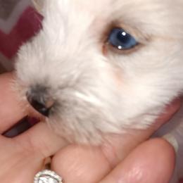 Miss Priscilla - Wheaten female Miniature Schnauzer puppy in Shoshone, Idaho from Debra Kruse's Miniature Schnauzers
