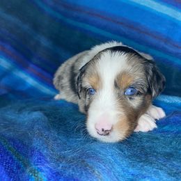 Australian Shepherd Puppies from NEK Aussies