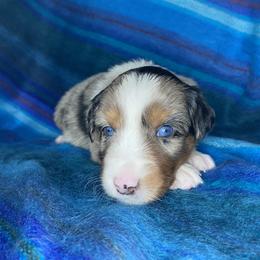 Australian Shepherd Puppies from NEK Aussies