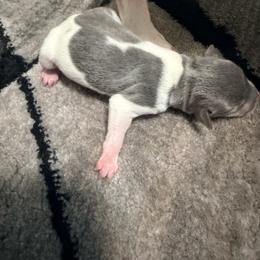 Girl 1 - Blue white and tan female Rat Terrier puppy in Marshall, North Carolina from Meadows Rat Terrier