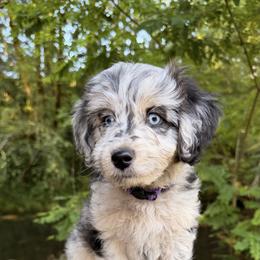 Aussiedoodle, Bordoodle, Goldendoodle, and Poodle Puppies from Korbella Farm