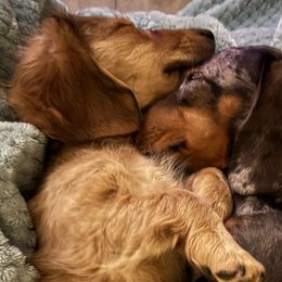 Dachshunds from Doxie Delights