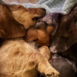Dachshunds from Doxie Delights