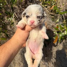 Petal (Financing Available) - Blue merle and white female American Corgi puppy in Inverness, Florida from Canaan Farm Corgis