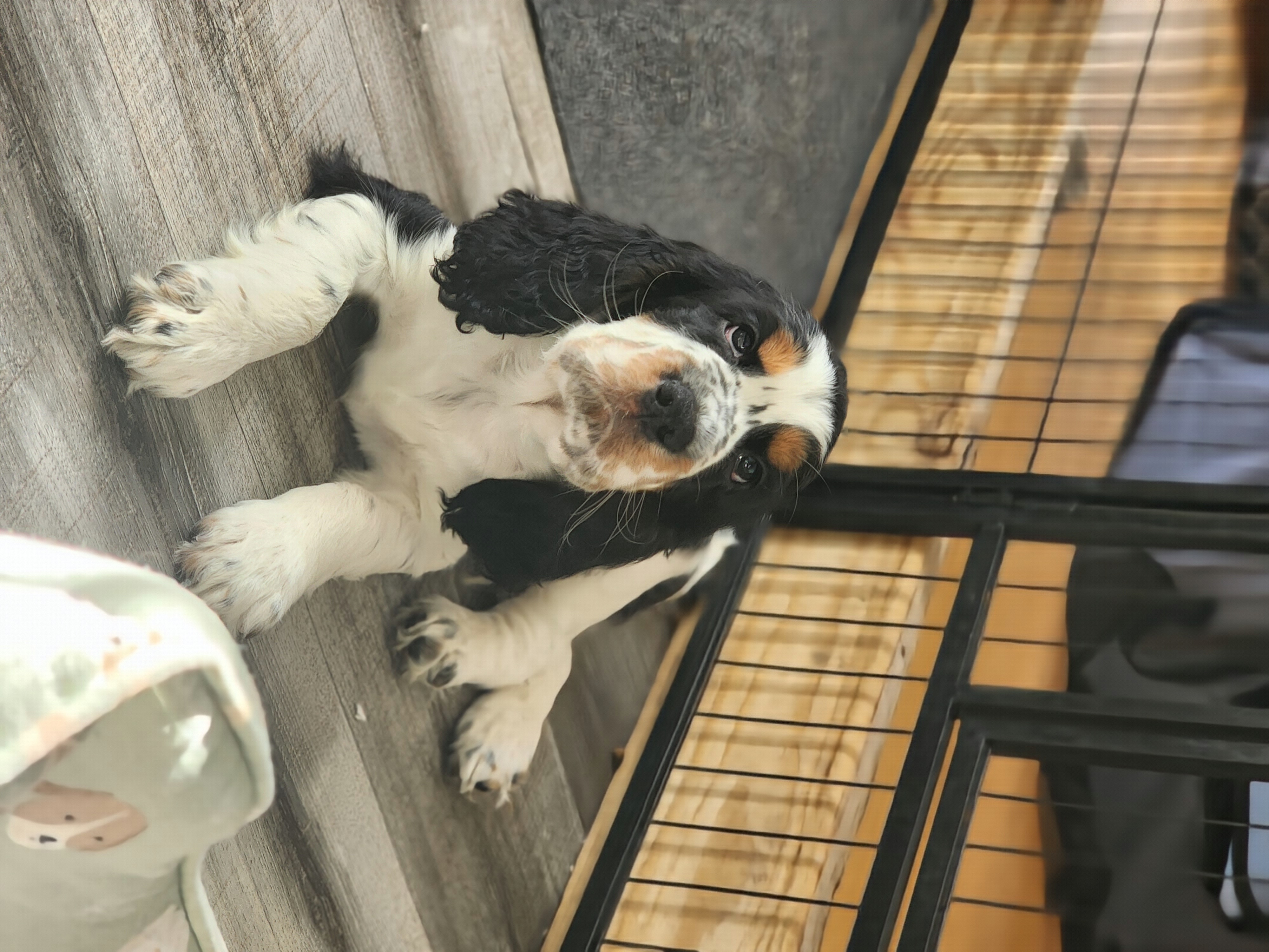English Springer Spaniel Puppies from Seagrove Springers