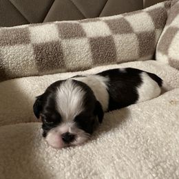 Shih Tzu Puppies from Irma Herrera