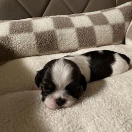 Shih Tzu Puppies from Irma Herrera