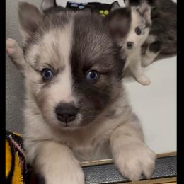 Harvey - Merle male Pomsky puppy in Spring Hill, Florida from PDQ Pomskies