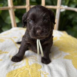 Penelope - Chocolate female Australian Labradoodle puppy in Sacramento, California from Little Farmstead Labradoodles