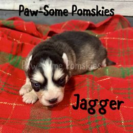 Jagger - Silver and white male Pomsky puppy in Krum, Texas from Paw-Some Pomskies