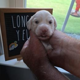 Puppy 2 Mint Collar Male Longhair - Cream male Dachshund puppy in Gordon, Georgia from Long Dogs Yellow Farm