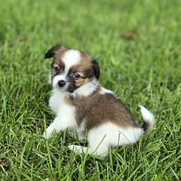 Papillon Puppies from Home Raised Papillon Puppies