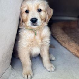 Spanky - Golden male Golden Retriever puppy in Bountiful, Utah from Everest's Golden Legacy