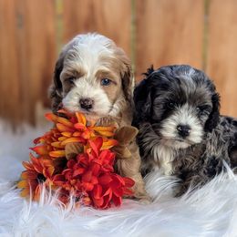Cockapoo Puppies from Utah Cocker Spaniels