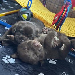 Labrador Retriever Puppies from Enchanted Garden Labradors