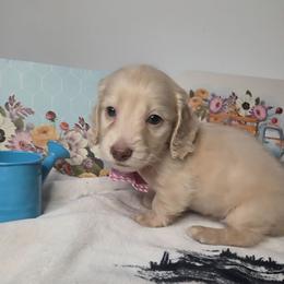 Mr. Fisk - Cream male Dachshund puppy in Batesville, Arkansas from Willow Tree Dachshunds