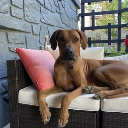 Rhodesian Ridgeback All Grown Up from RR Ridgebacks