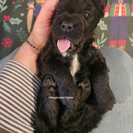 Mistletoe - Black female Goldendoodle puppy in Pennsylvania from Pennsylvanian Puppies