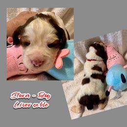 Storm - Liver and white male English Springer Spaniel puppy in Madison, Indiana from McCollough's Pawsome Spaniels and Danny's Delightful Dachshunds