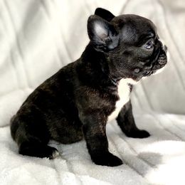 French Bulldog Puppies from Bennett’s Bullies