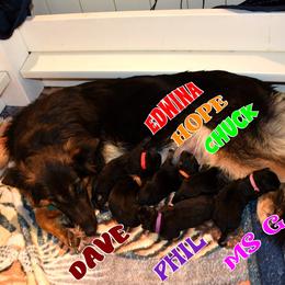 DUNKIRK DAVE - Black and tan male German Shepherd puppy in Murrieta, California from Diamond Oaks German Shepherds