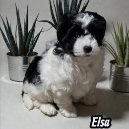 Elsa - Black and white female Aussiedoodle puppy in Lebanon, Oregon from Abbott Family Farm