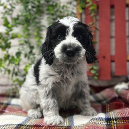 Snoopy - Black and chalk male Australian Labradoodle puppy in Brush Prairie, Washington from Fancy Pants Labradoodles