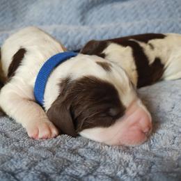 Contentment - White and liver male English Springer Spaniel puppy in Kingsport, Tennessee from Leandra's English Springer Spaniels