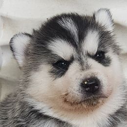 Siberian Husky Puppies from Spirit of the Moon Siberians
