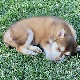 Pomsky and Siberian Husky Puppies from Blacktail Mountain Pomskies