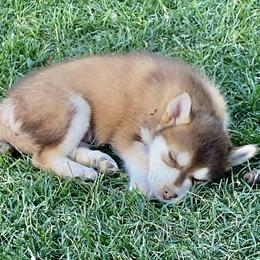Pomsky and Siberian Husky Puppies from Blacktail Mountain Pomskies