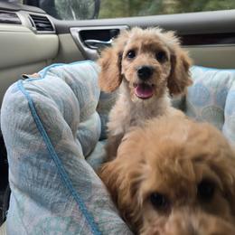 Sweet love - Apricot male Cavapoo puppy in Washington from Mt.BakerPoodles&Doodles