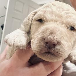 Girl 2 - Cream female Goldendoodle puppy in Wittenberg, Wisconsin from Cedar River Kennel