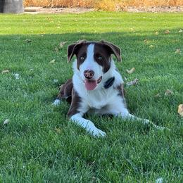 Remi - White and red male Border Collie puppy in Centerville, Washington from Forthright Farms