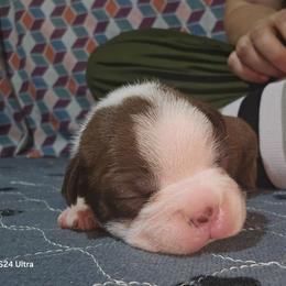 John Cena - Red male Boston Terrier puppy in Millers Creek, North Carolina from Tumbling Shoals Hilltop Bostons