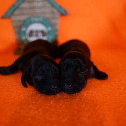 Twin A - Black and tan female Dachshund puppy in Quemado, New Mexico from TNT Dachshunds