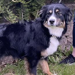Moda - Australian Shepherd