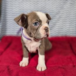 Socks - Lilac female Boston Terrier puppy in Millers Creek, North Carolina from Tumbling Shoals Hilltop Bostons