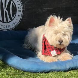 West Highland White Terrier puppies from San Diego Westies