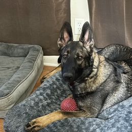 German Shepherd Puppies from T'S SHEPHERDS